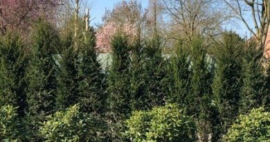 Ziet u door de taxusbomen het bos niet meer? taxusbomen