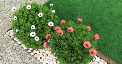onderhoudsvriendelijke tuin