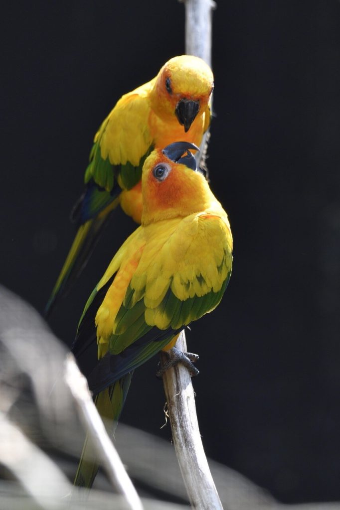 dwergpapegaai lovebird